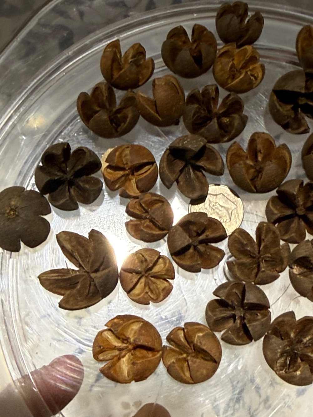 30 Natural Brown Decorative Seed Pods - Rustic Floral Accents - Picture 3 of 4